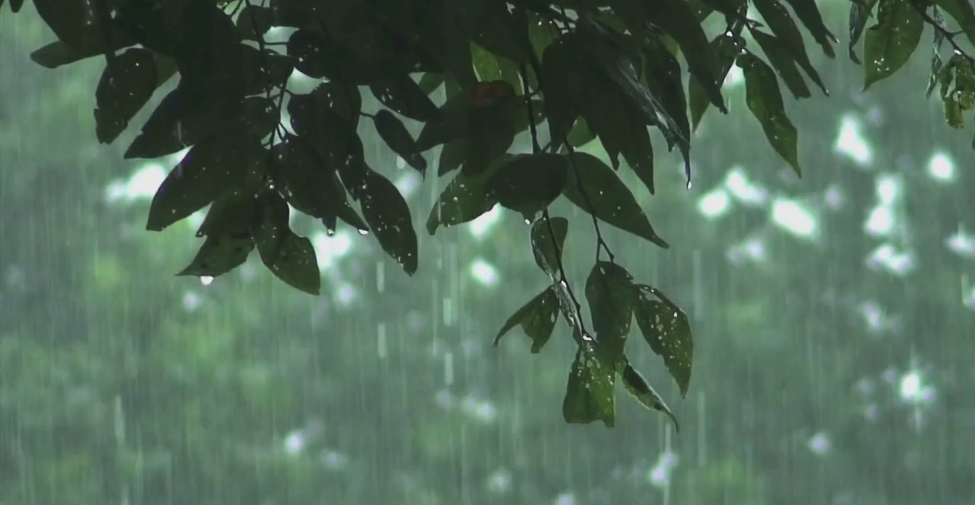 Raining on tree tops of atlanta