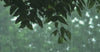 Raining on tree tops of atlanta
